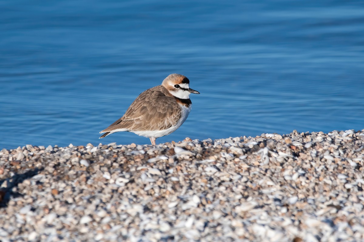 Collared Plover - ML637252304