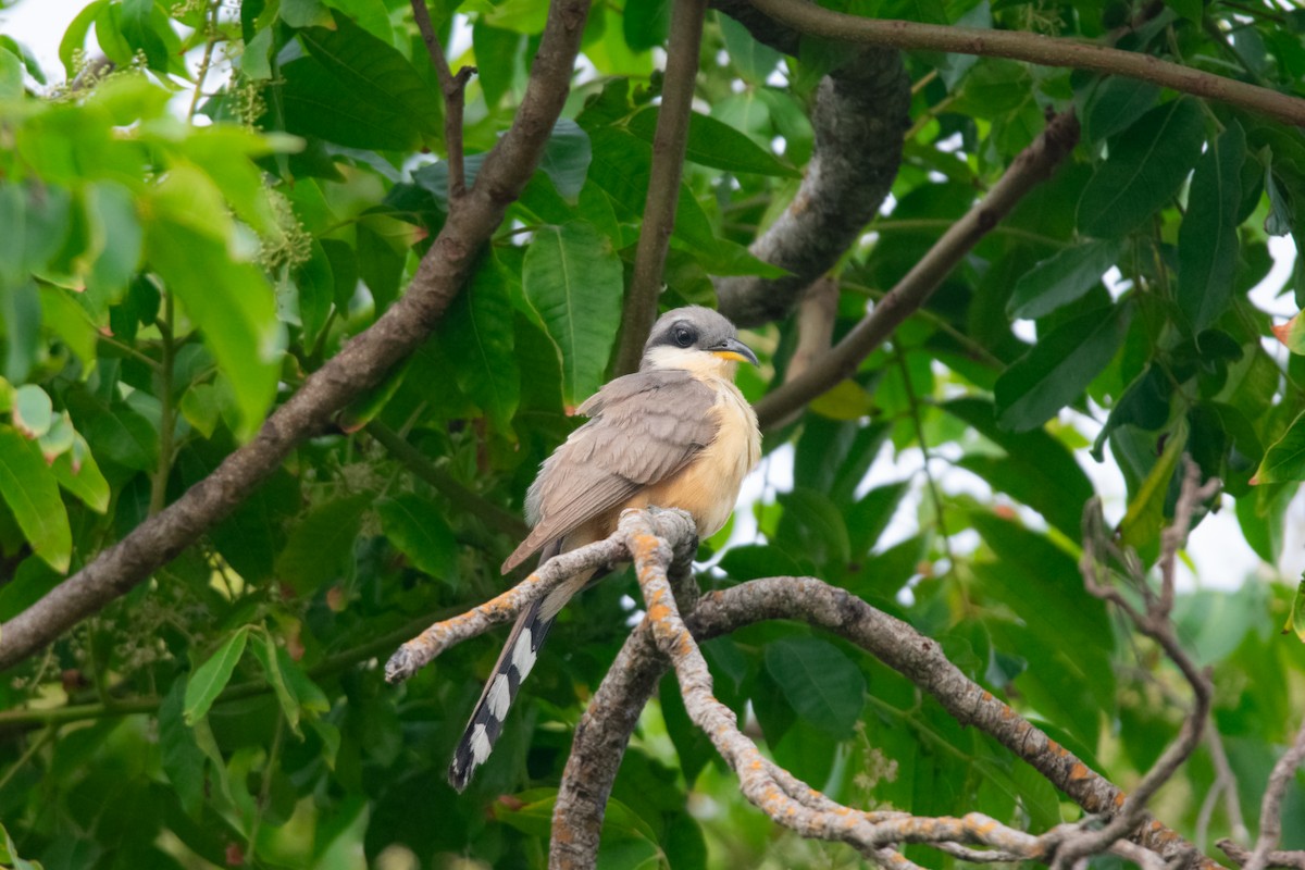 Mangrove Cuckoo - ML637252326