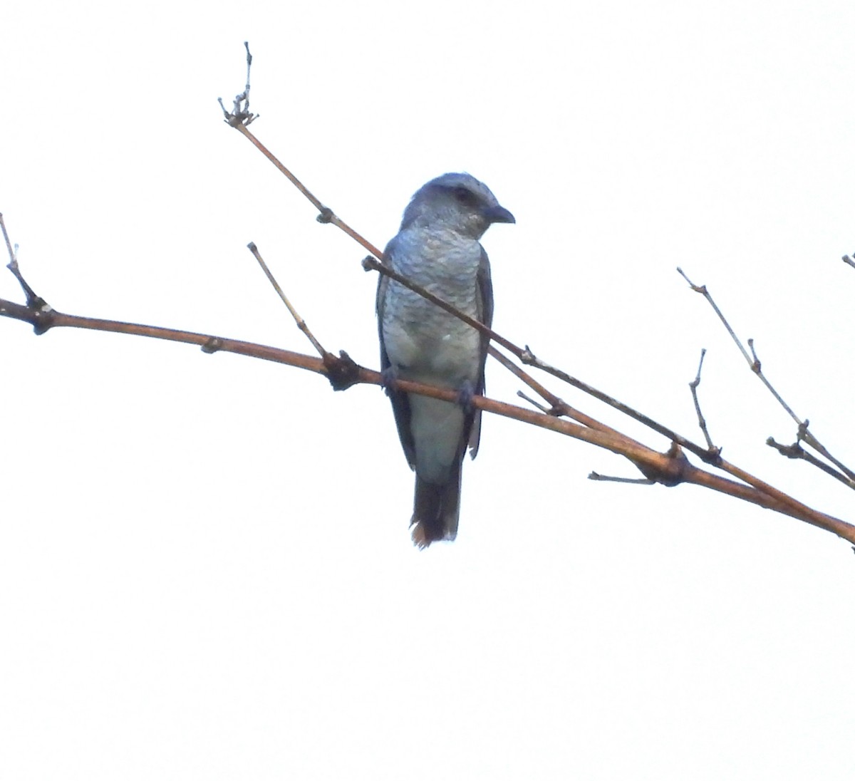 Indian Cuckooshrike - ML637252376
