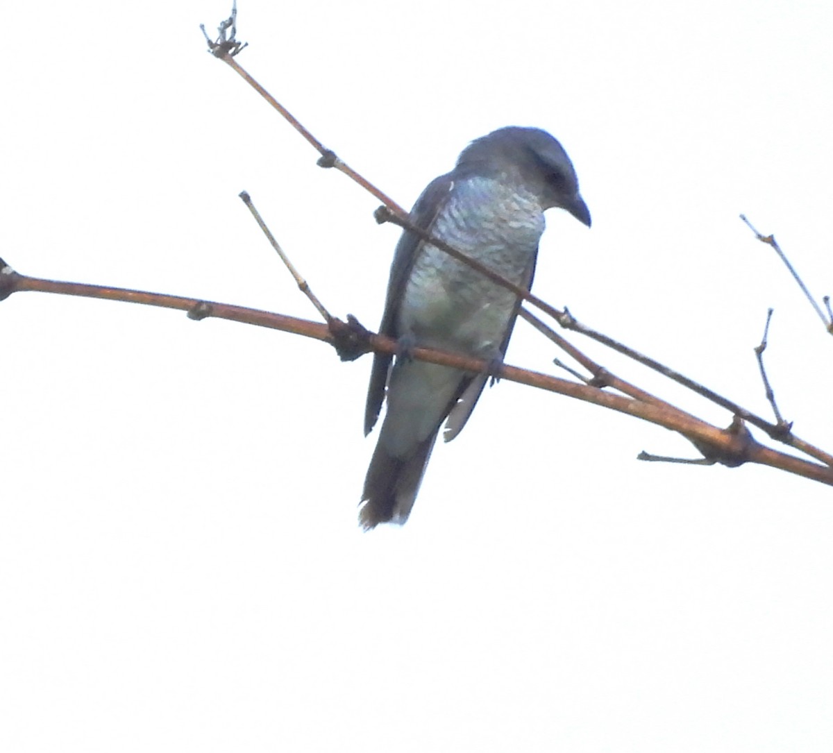 Indian Cuckooshrike - ML637252377