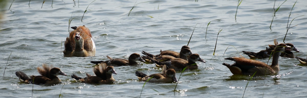Nilgans - ML637252384