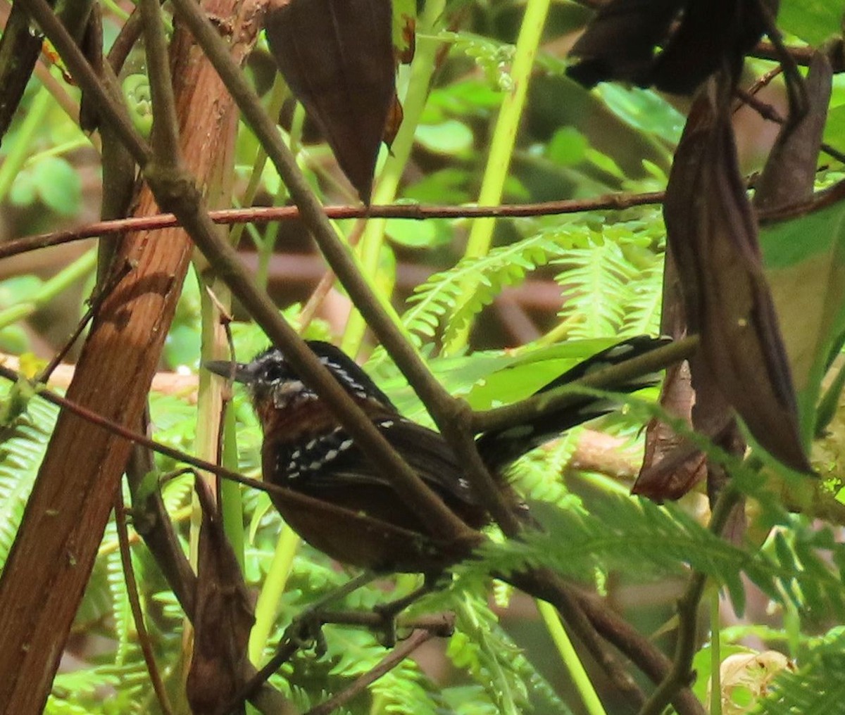 Ferruginous Antbird - ML637252404