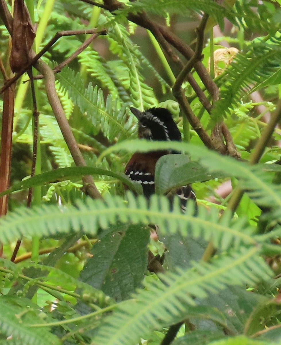 Ferruginous Antbird - ML637252405