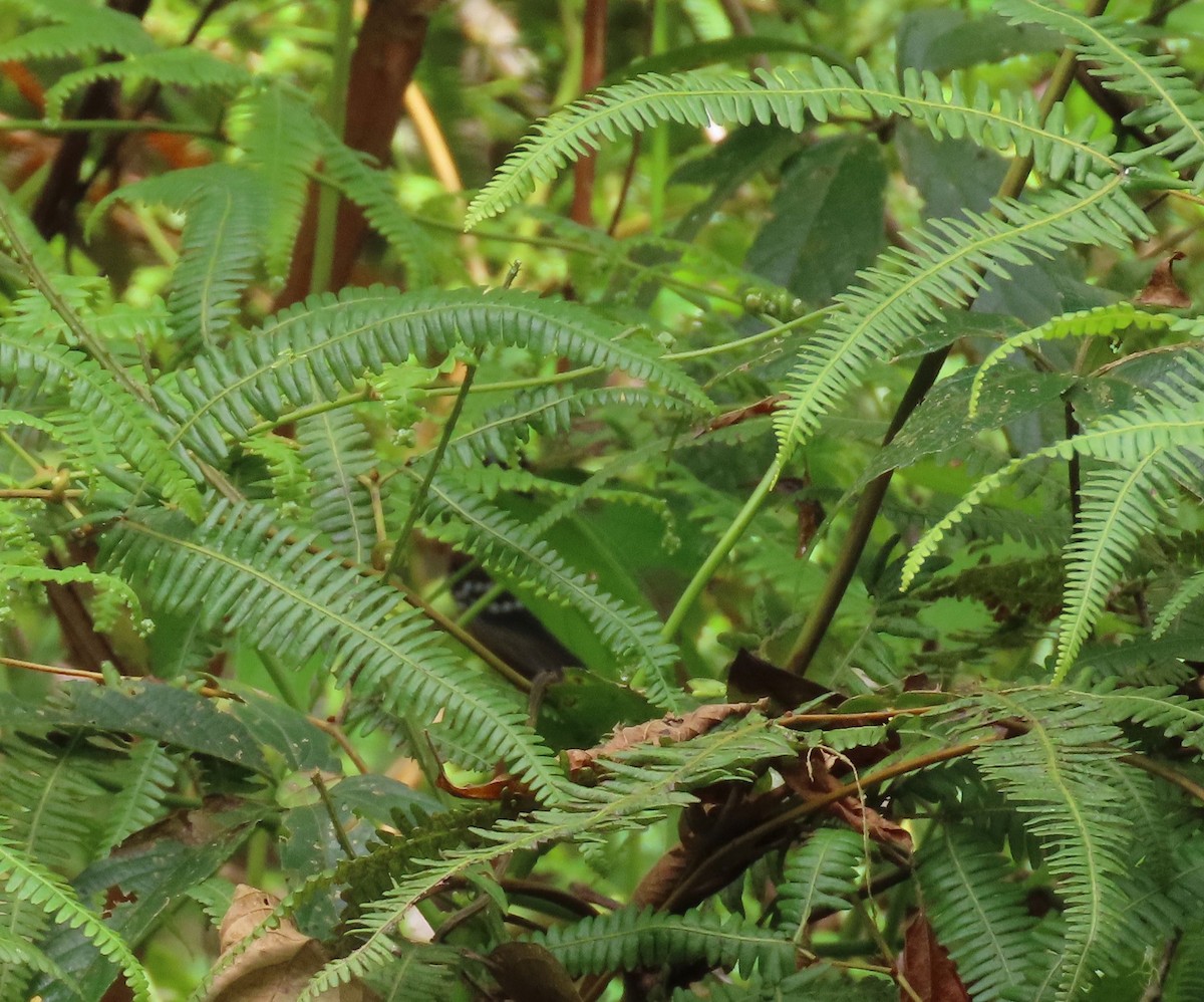 Ferruginous Antbird - ML637252406