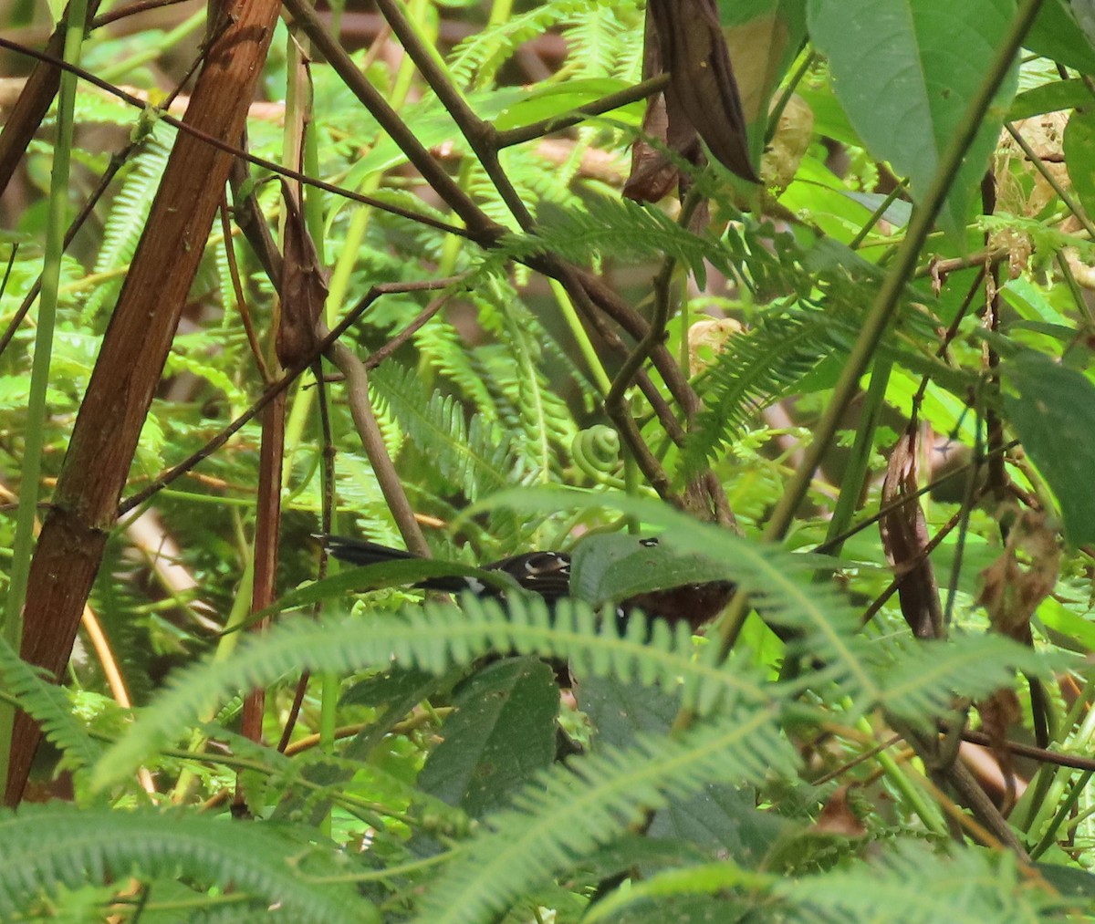 Ferruginous Antbird - ML637252407