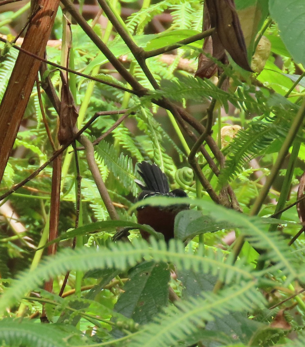 Ferruginous Antbird - ML637252408