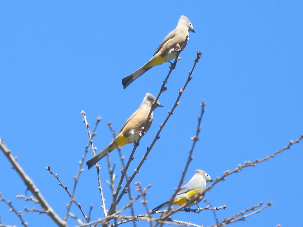 Gray Silky-flycatcher - ML637252435