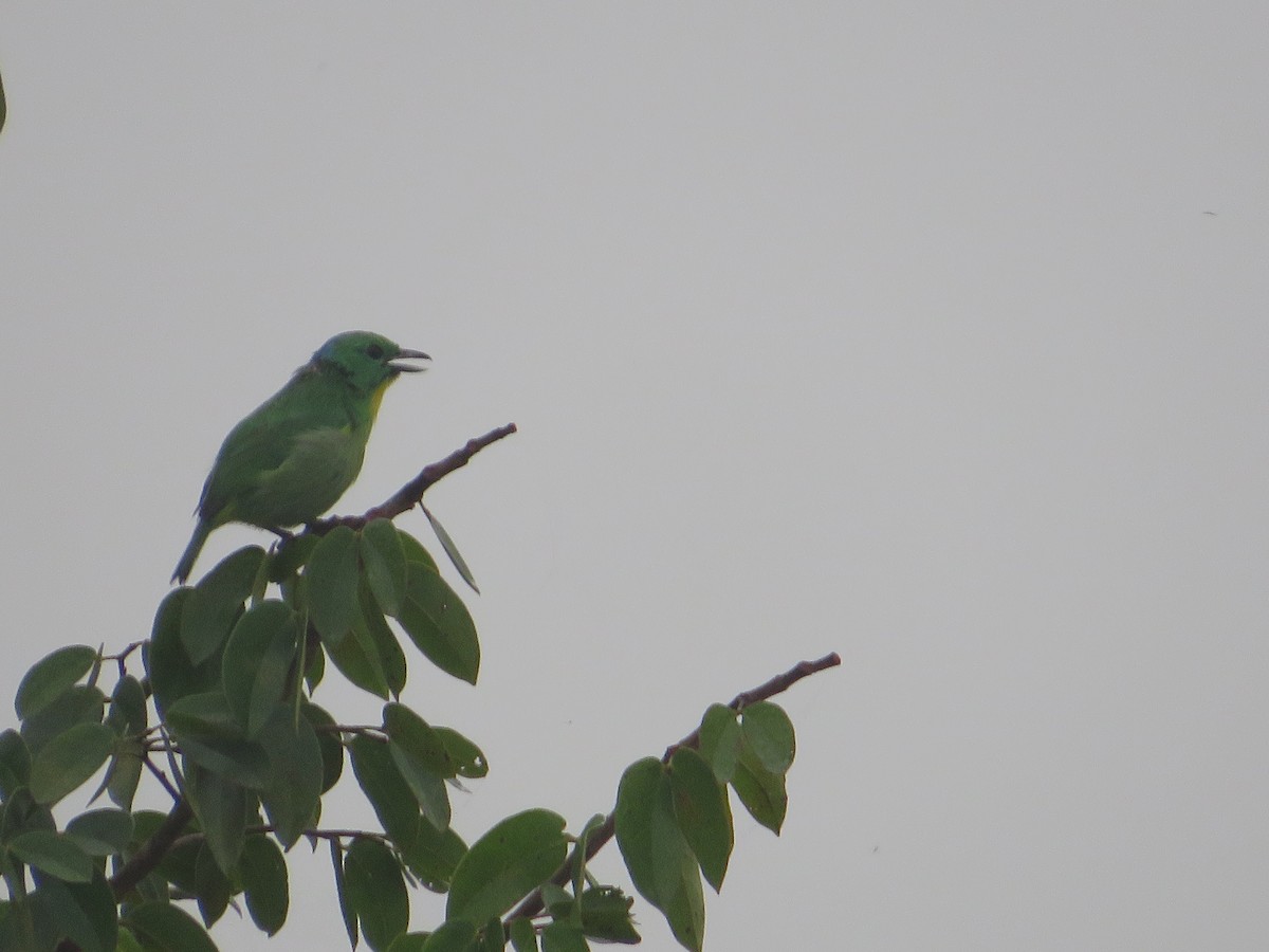 Green Shrike-Vireo - ML637252445