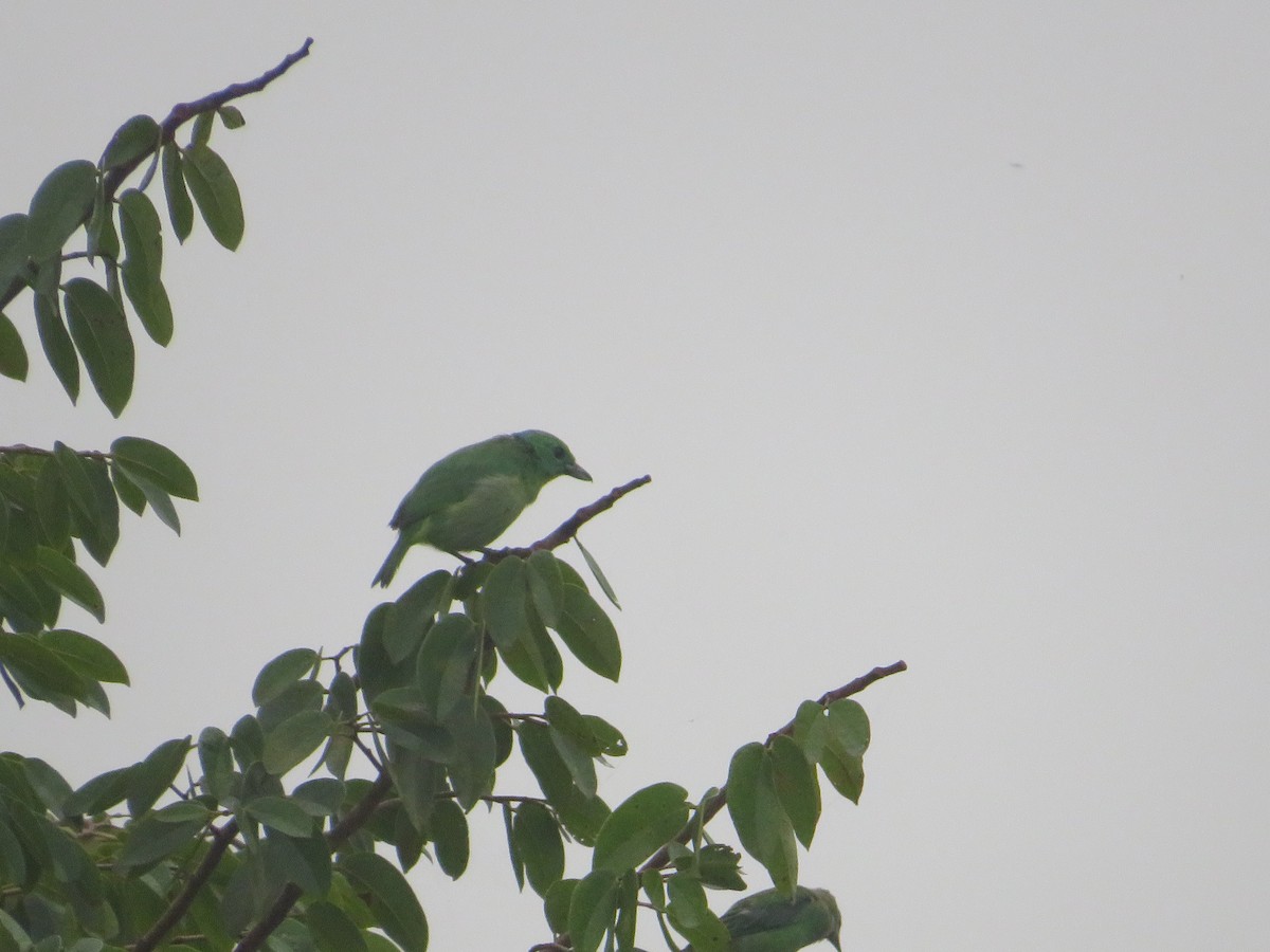 Green Shrike-Vireo - ML637252450