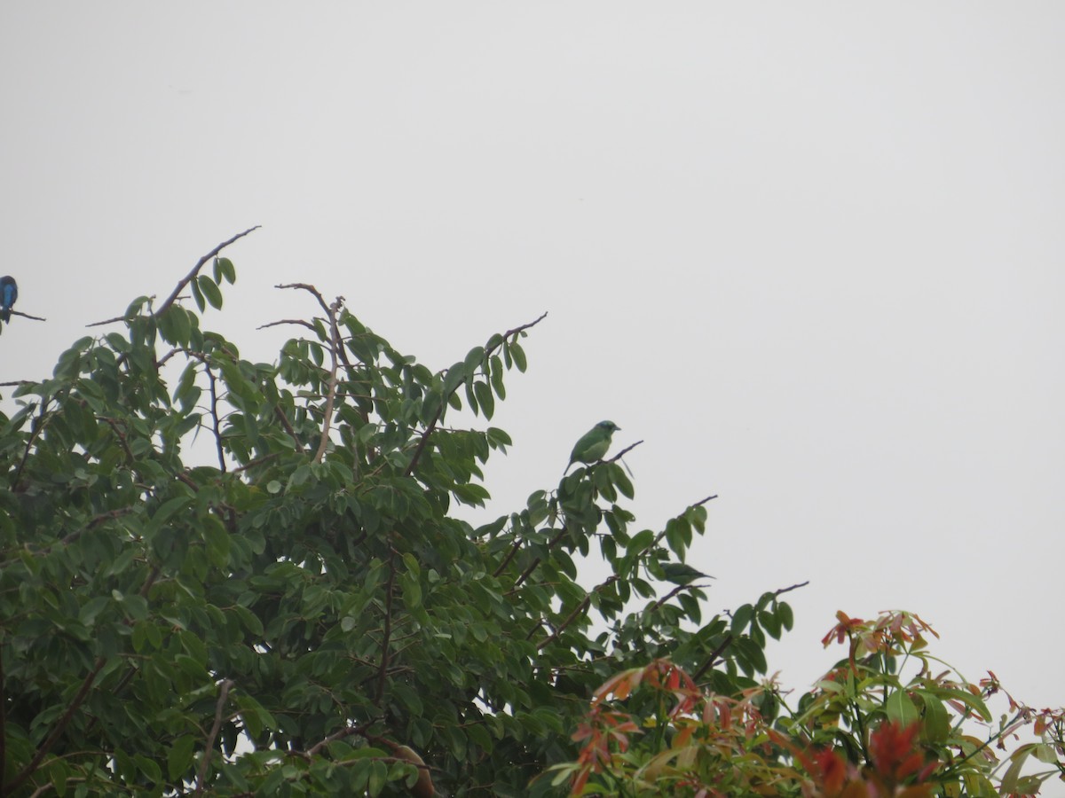 Green Shrike-Vireo - ML637252451