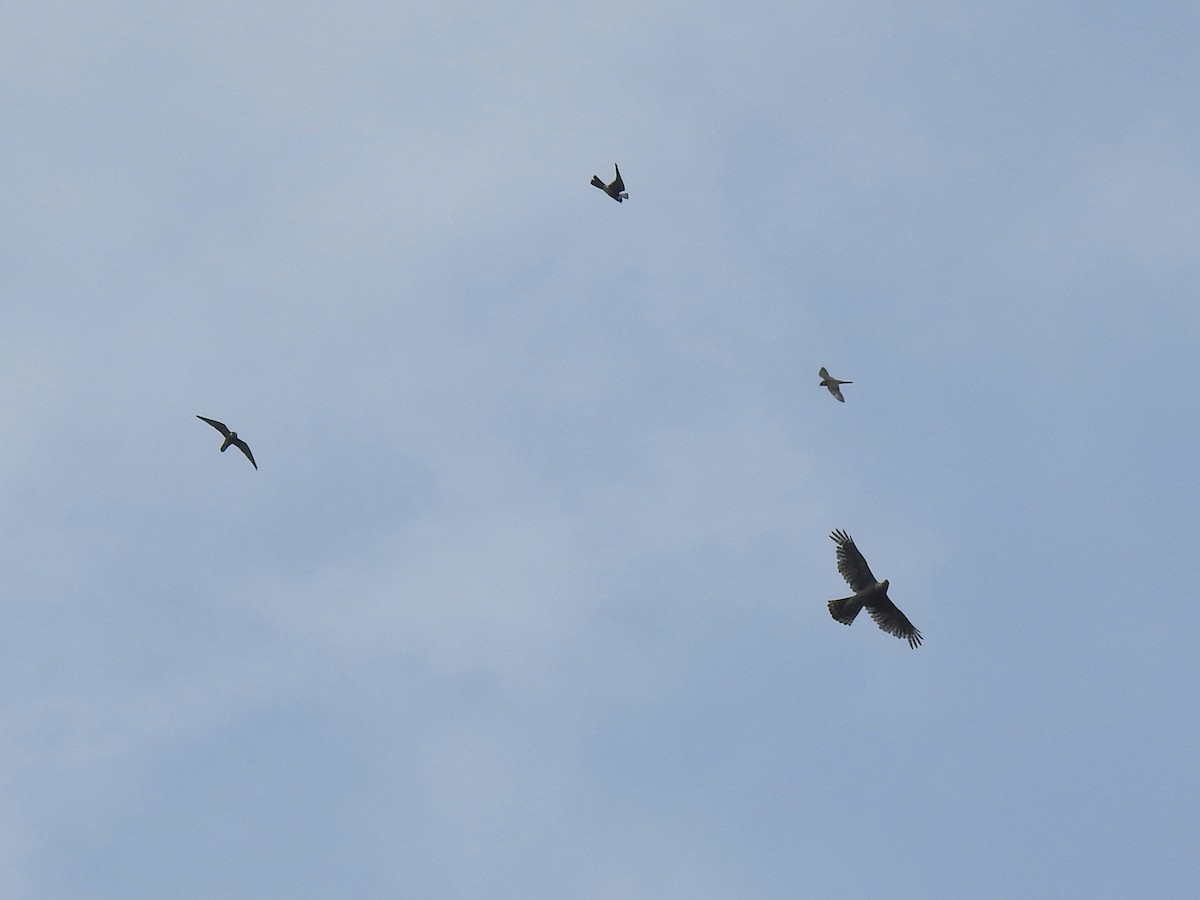 Eurasian Goshawk - ML637252480