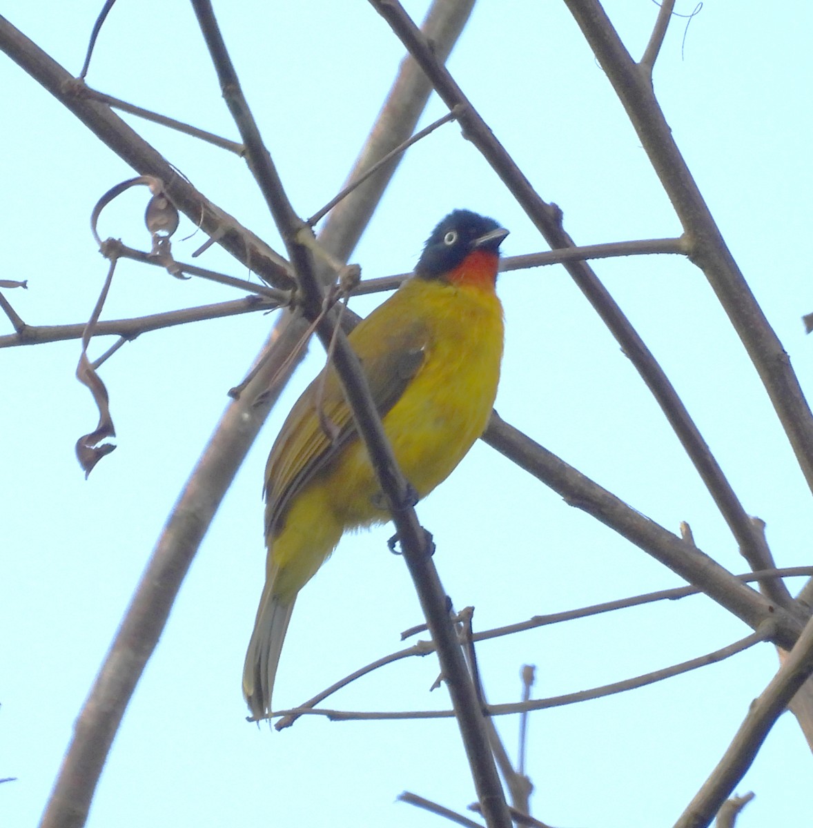 Flame-throated Bulbul - ML637252484