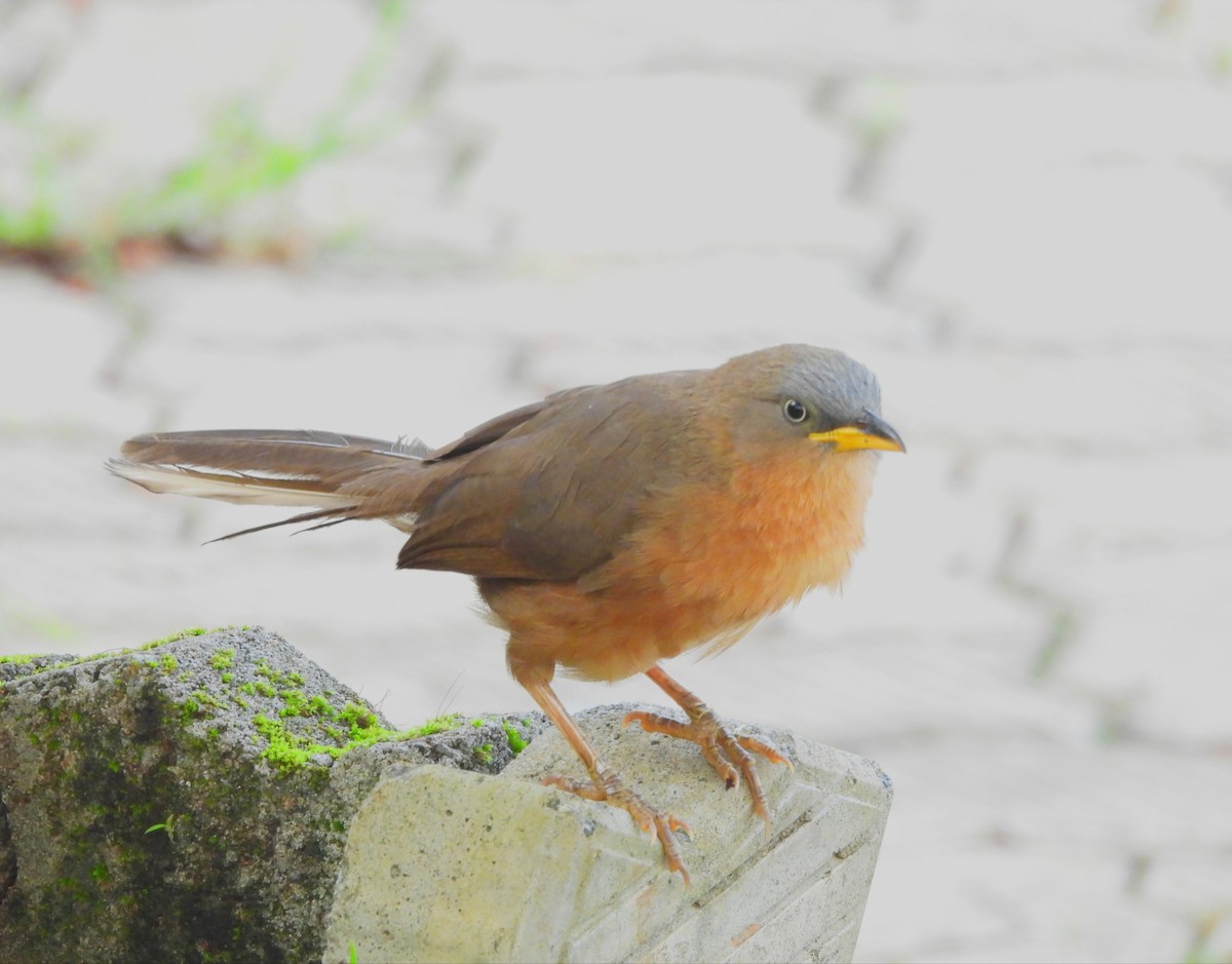 Rufous Babbler - ML637252516
