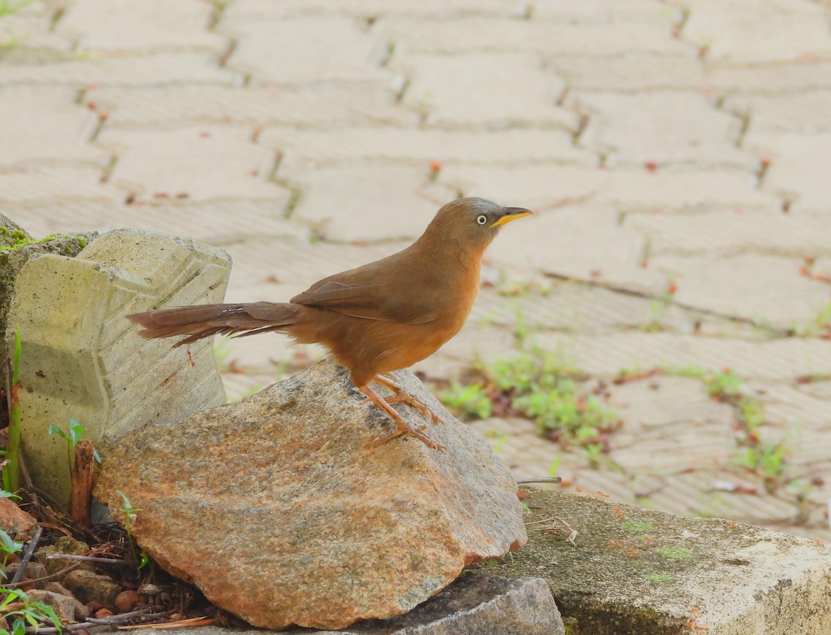 Rufous Babbler - ML637252517