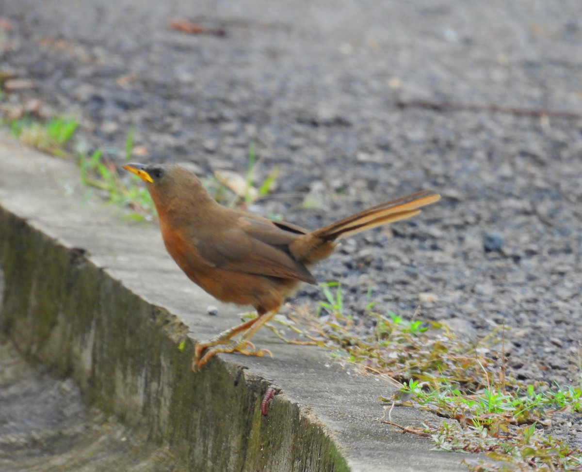Rufous Babbler - ML637252519