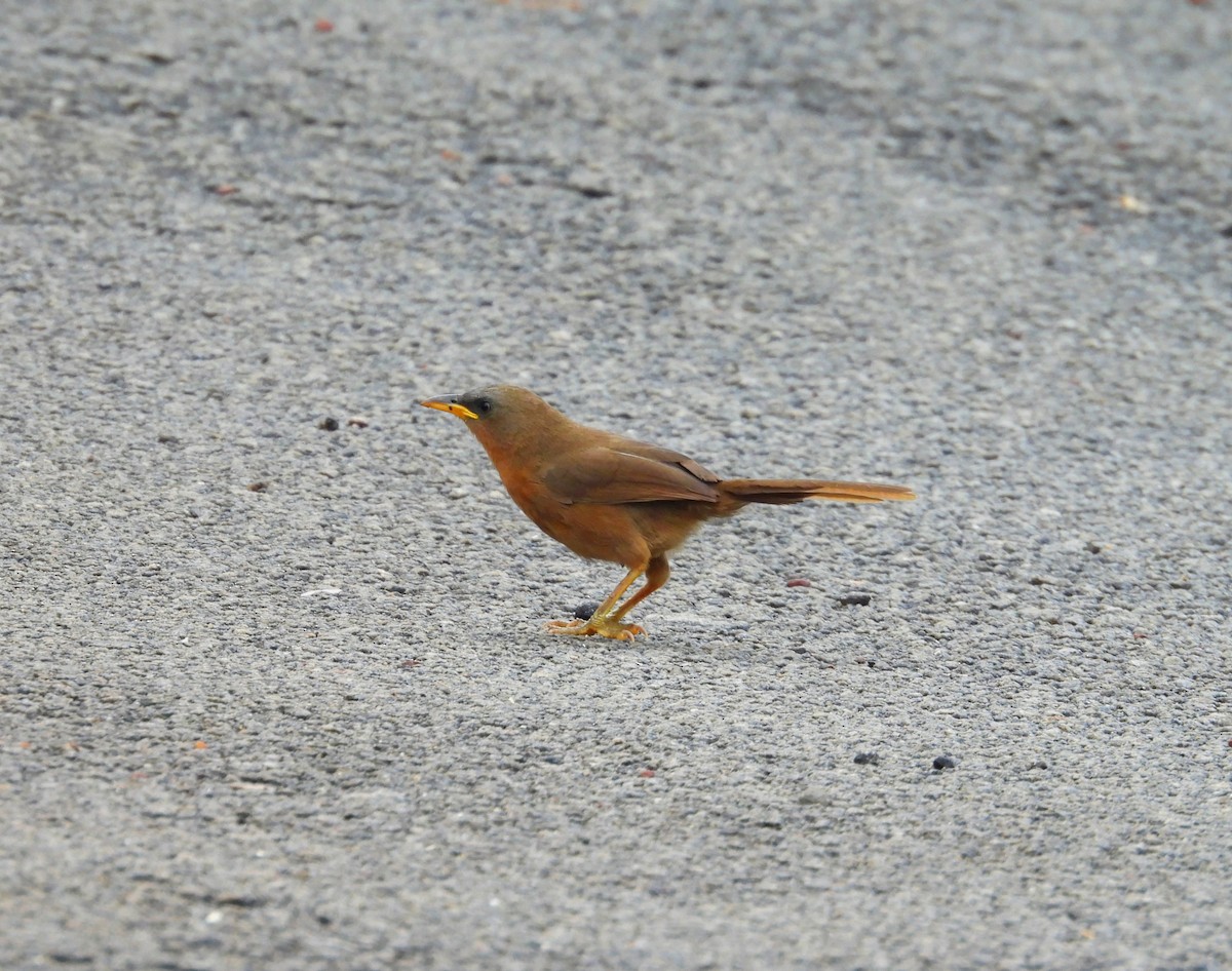Rufous Babbler - ML637252521