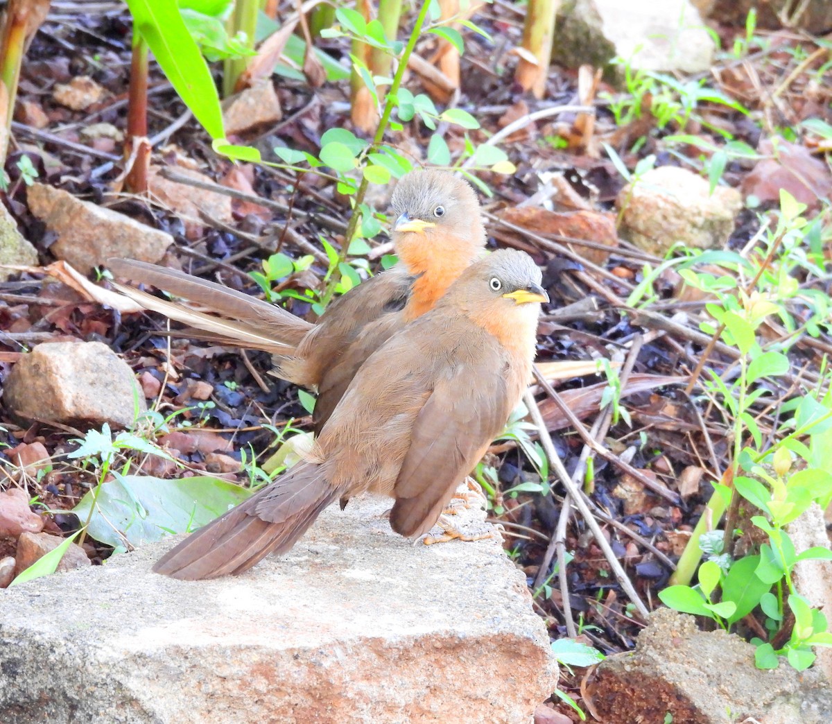 Rufous Babbler - ML637252523