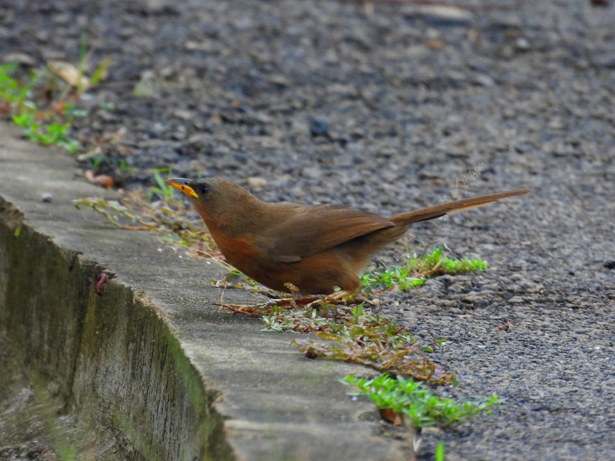 Rufous Babbler - ML637252524