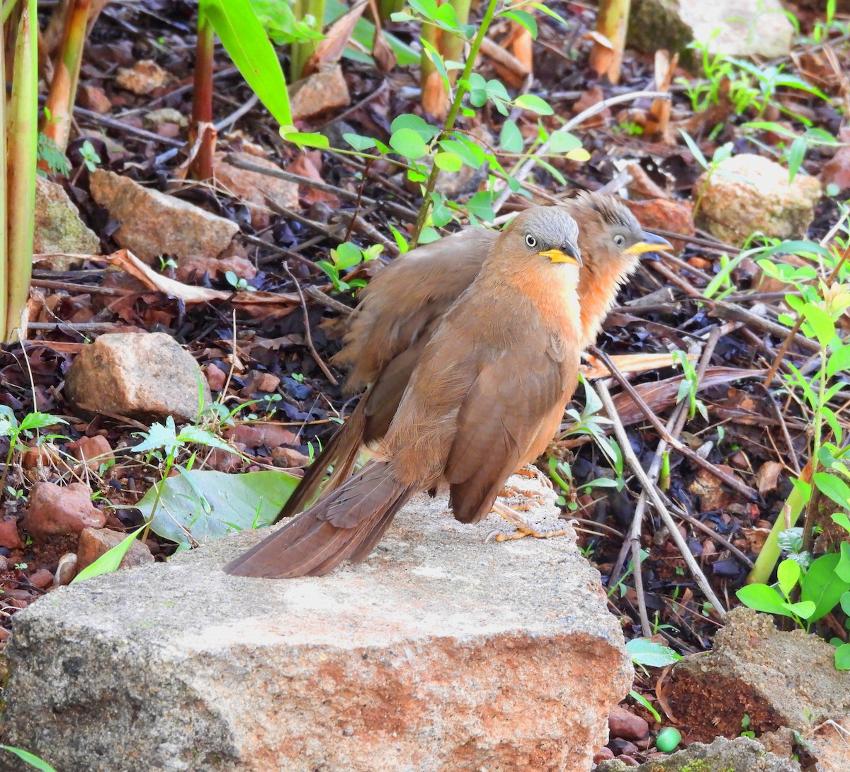 Rufous Babbler - ML637252525