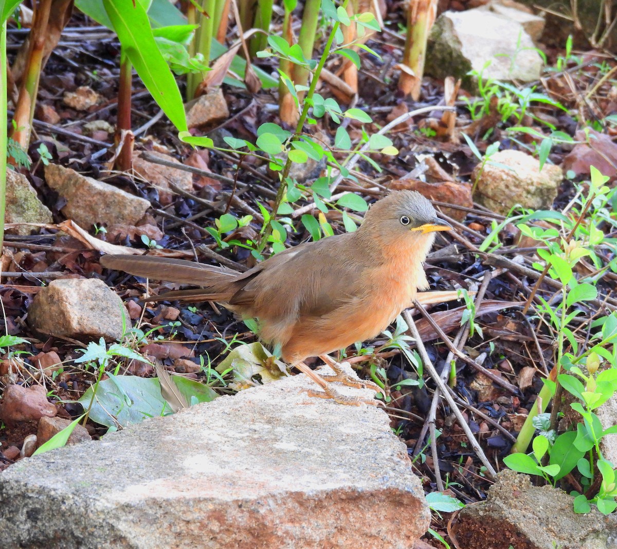Rufous Babbler - ML637252526