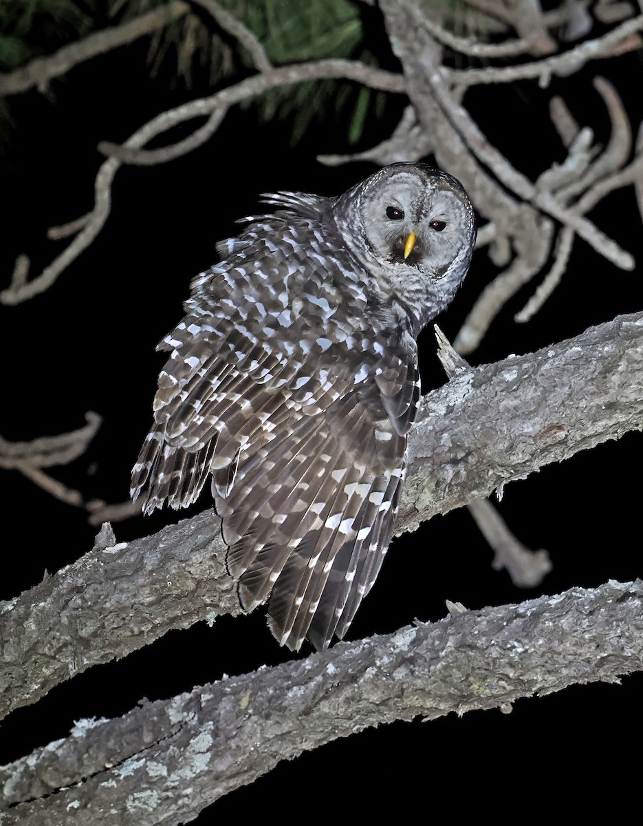 Cinereous Owl - ML637252606