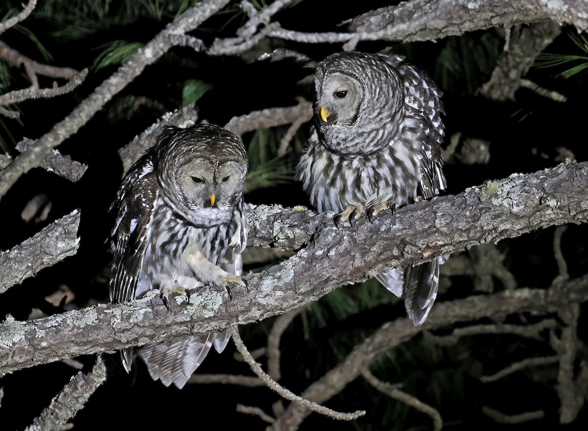 Cinereous Owl - ML637252607