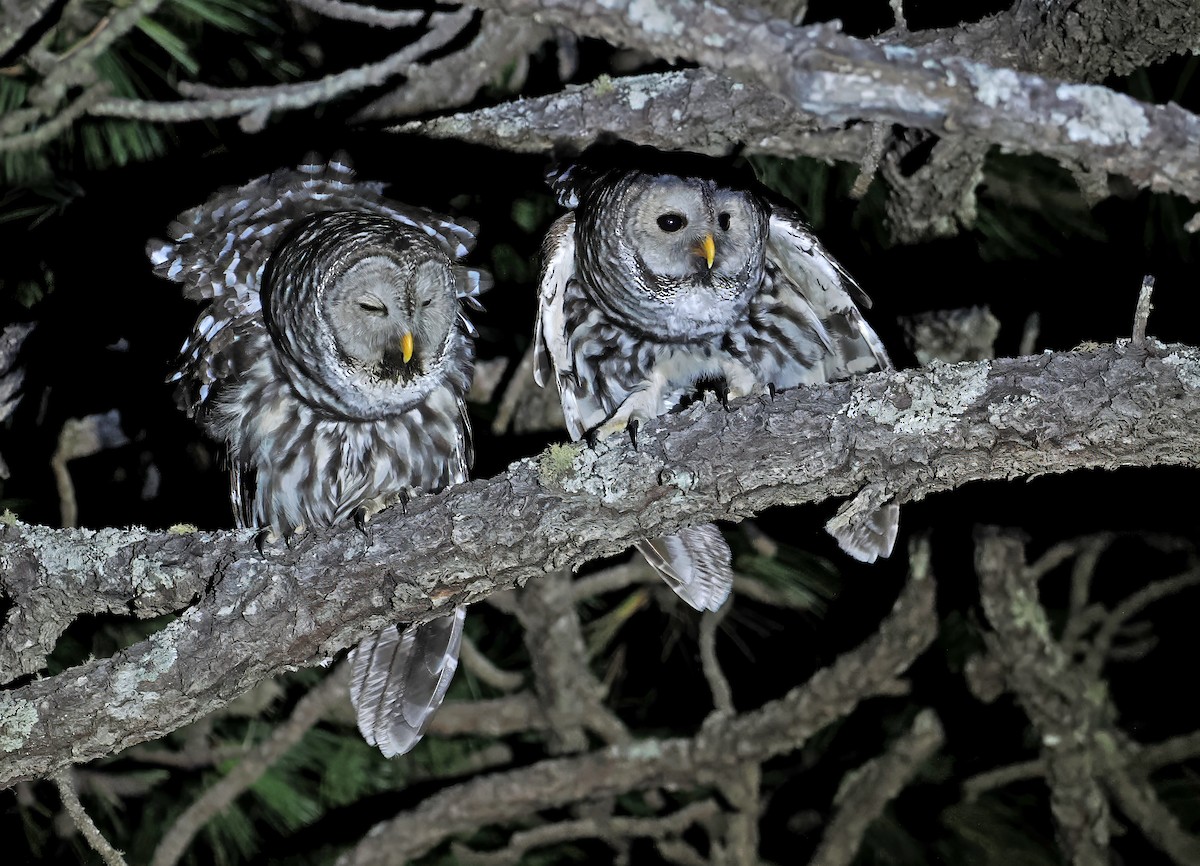 Cinereous Owl - ML637252608