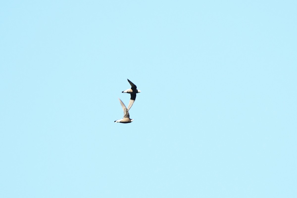 White-throated Needletail - ML637252643
