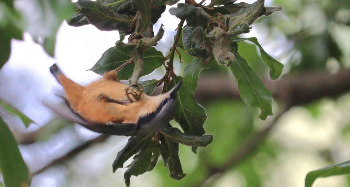 White-tailed Nuthatch - ML637252668
