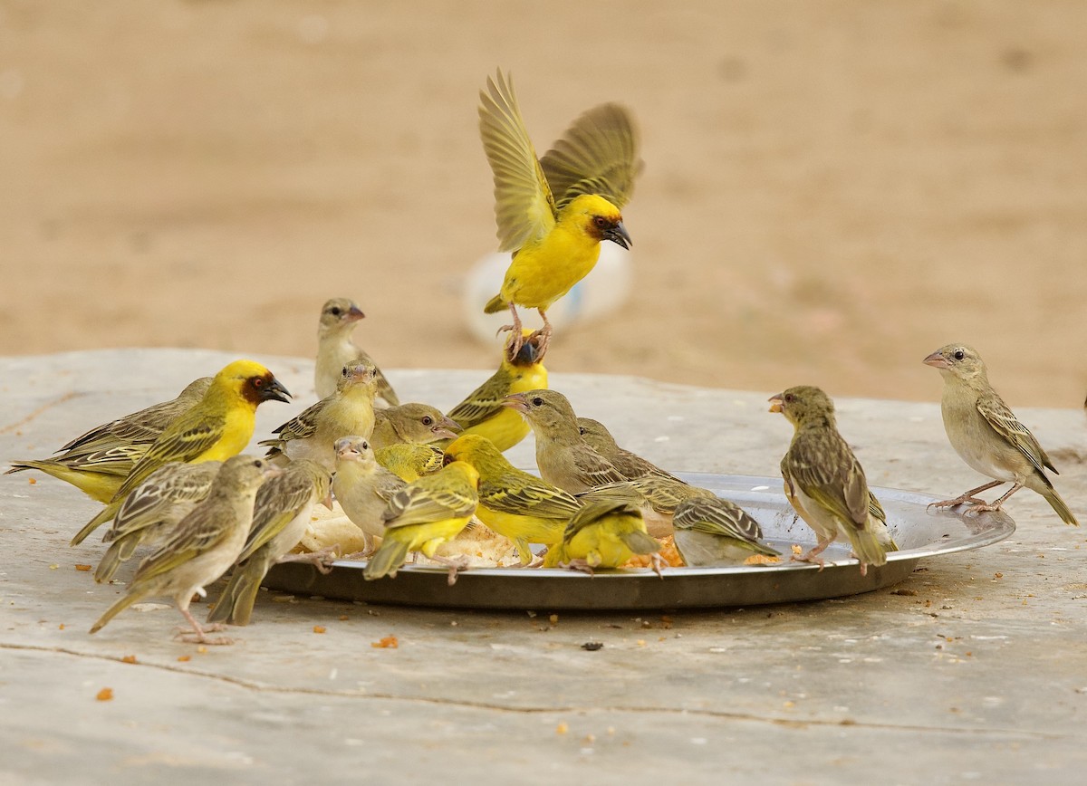 Rüppell's Weaver - ML637252690