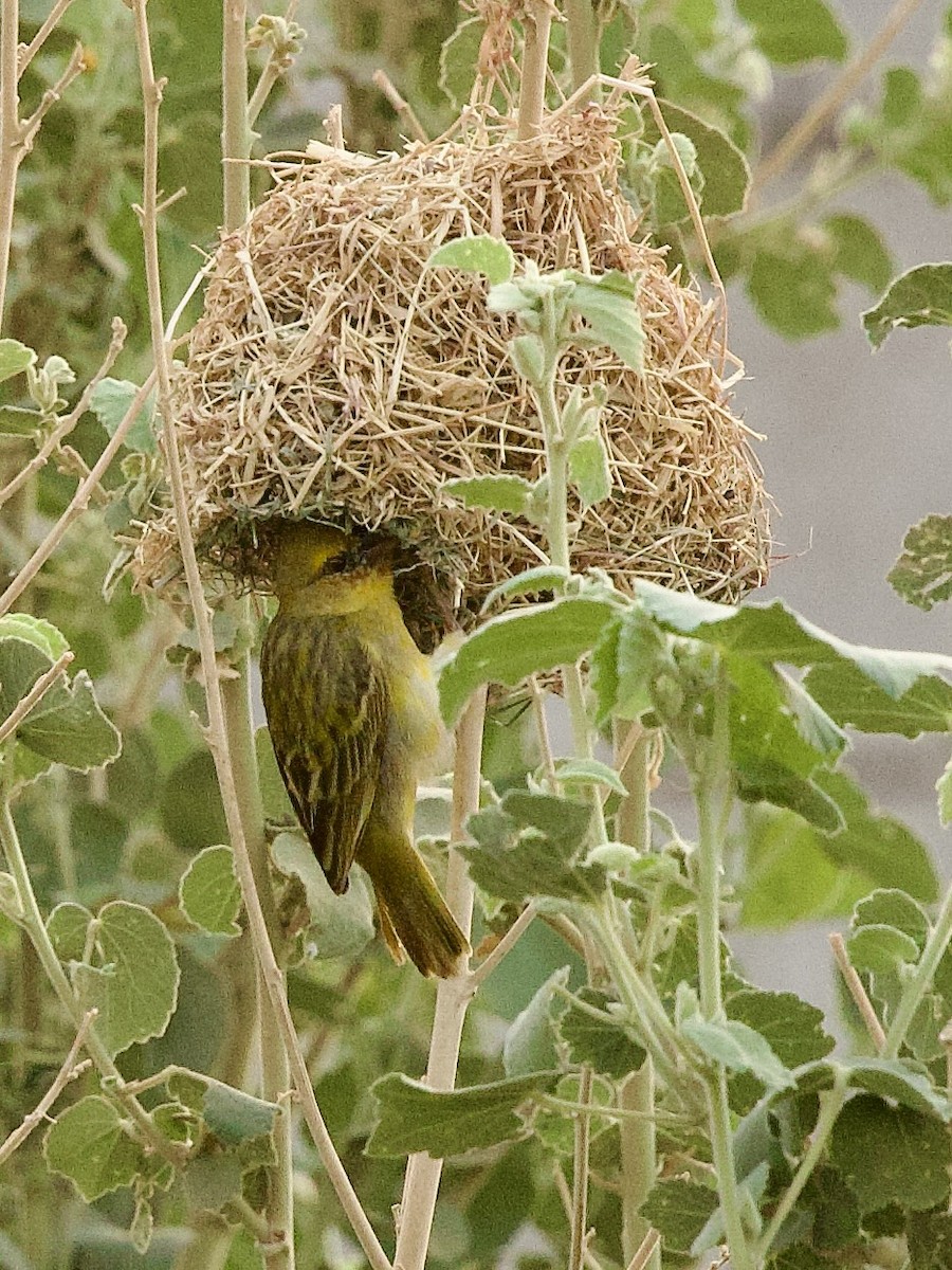 Rüppell's Weaver - ML637252707