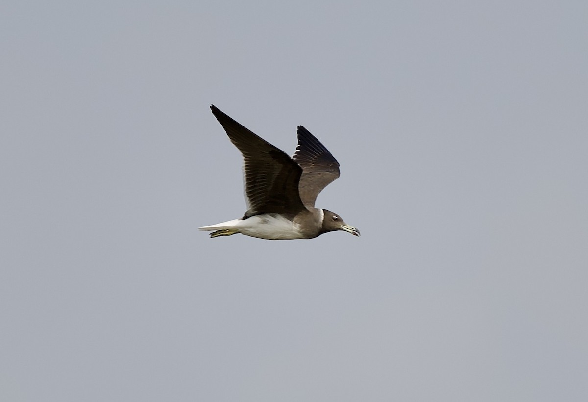 Sooty Gull - ML637252819