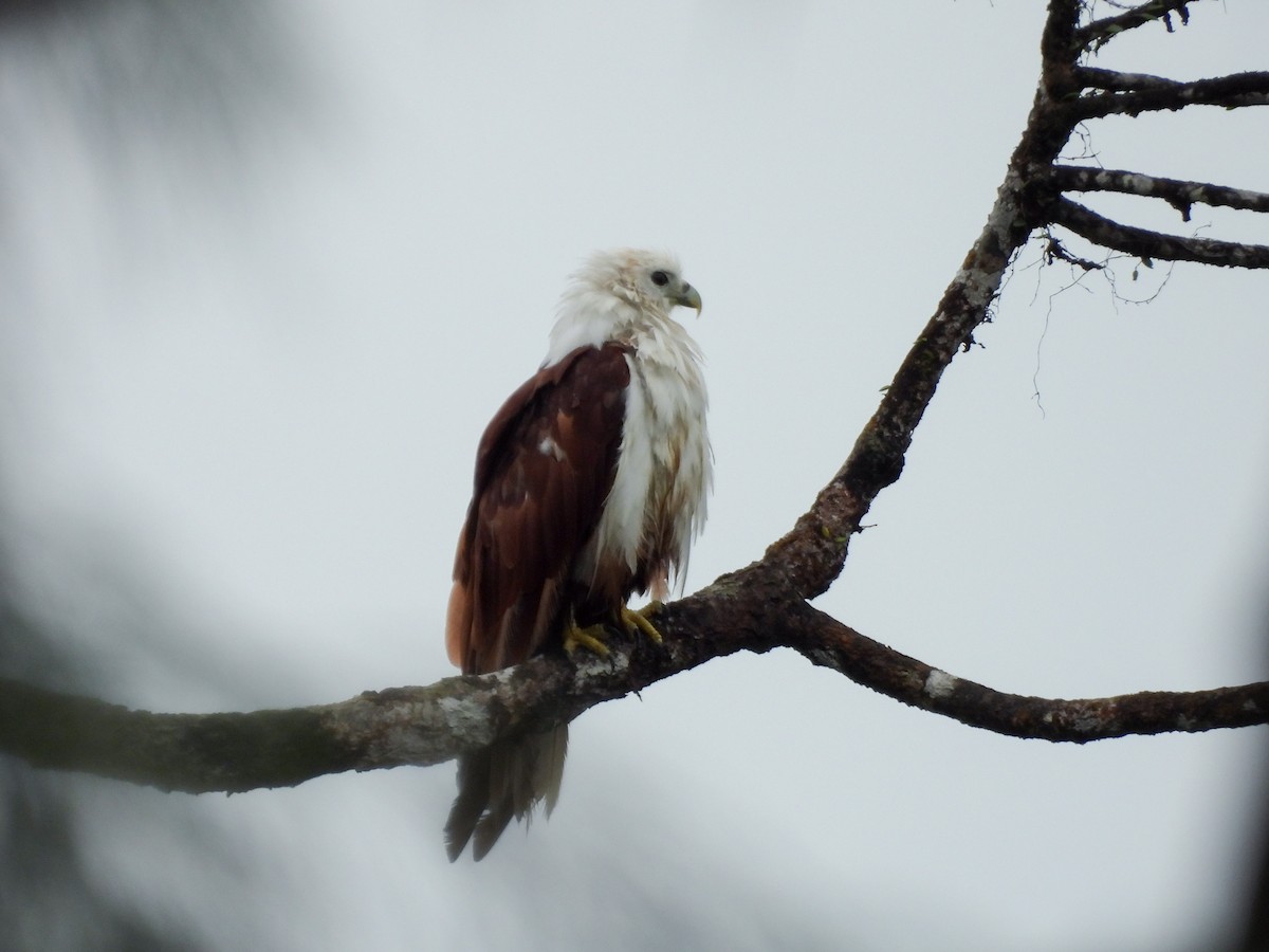 Brahminy Kite - ML637252852
