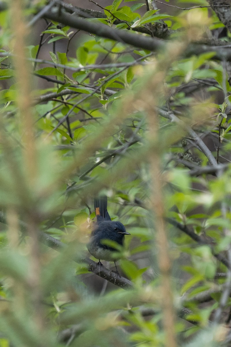White-bellied Redstart - ML637252868
