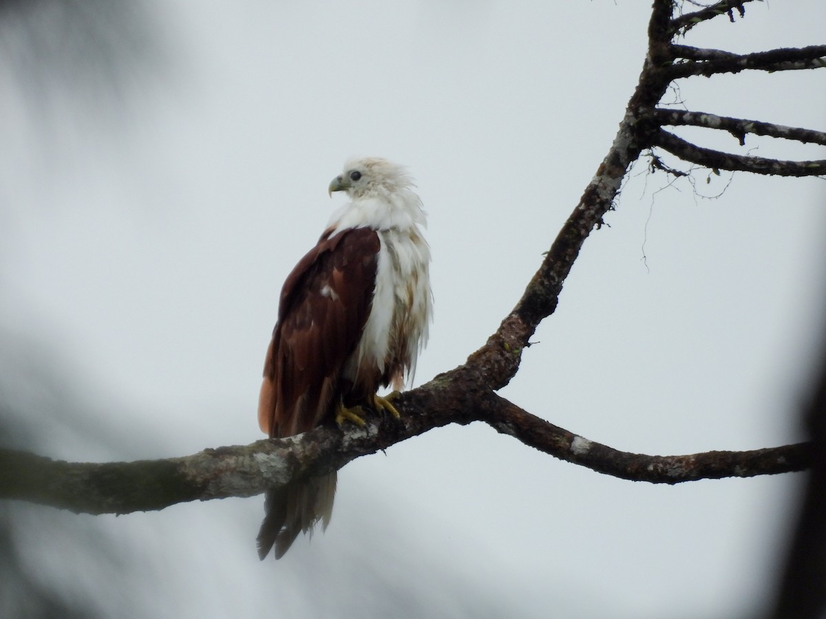 Brahminy Kite - ML637252875