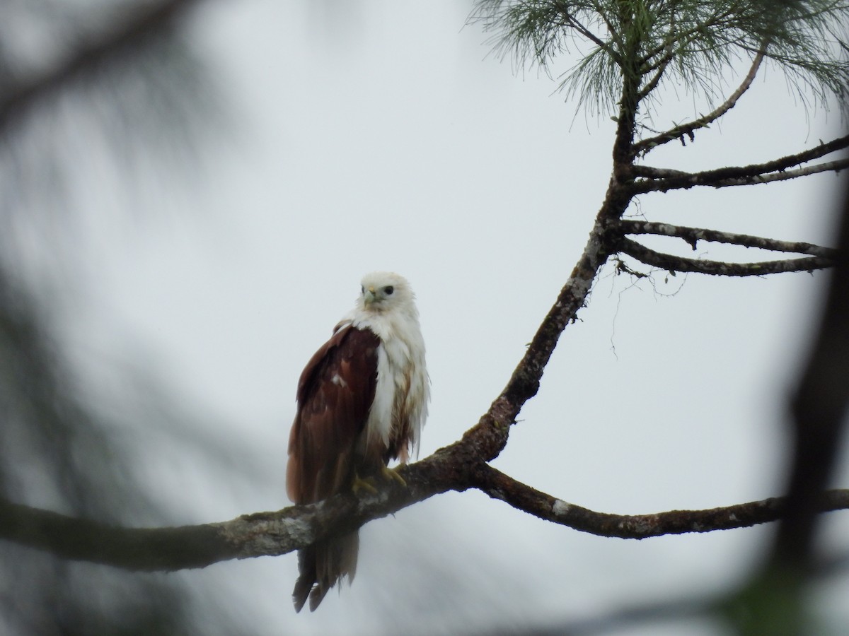 Brahminy Kite - ML637252888