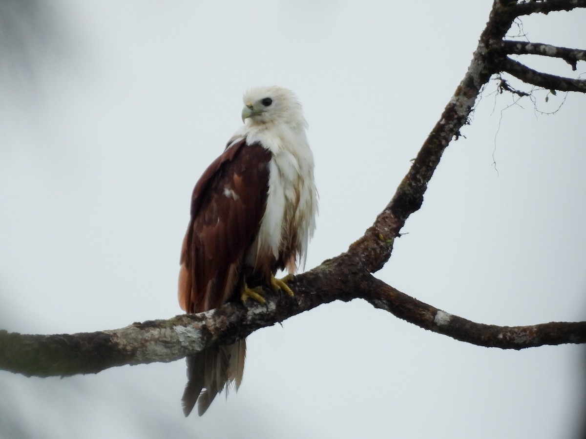 Brahminy Kite - ML637252905