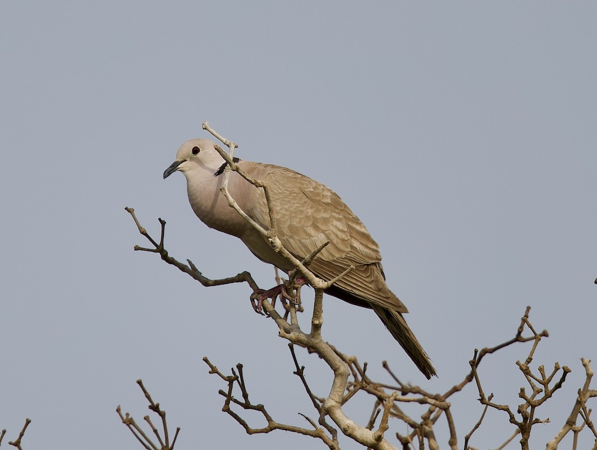 African Collared-Dove - ML637252917