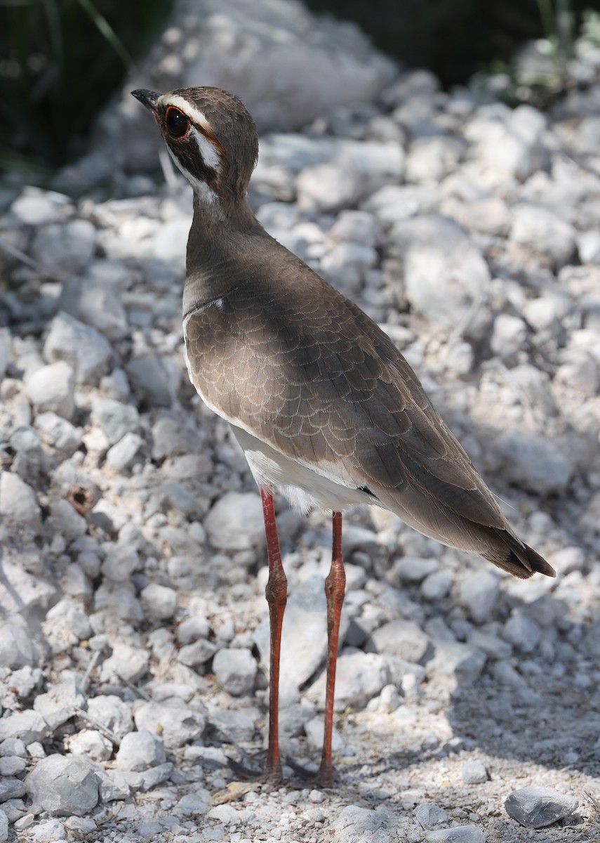 Bronze-winged Courser - ML637252929