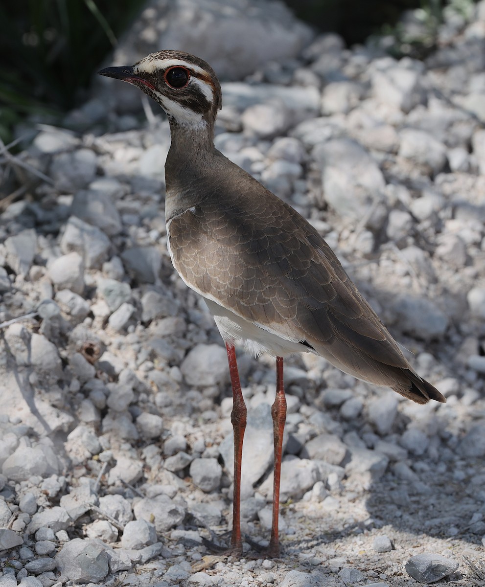 Bronze-winged Courser - ML637252939
