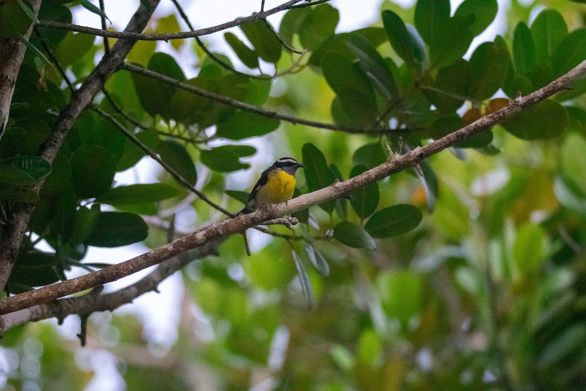 Bananaquit (Greater Antillean) - ML637252991