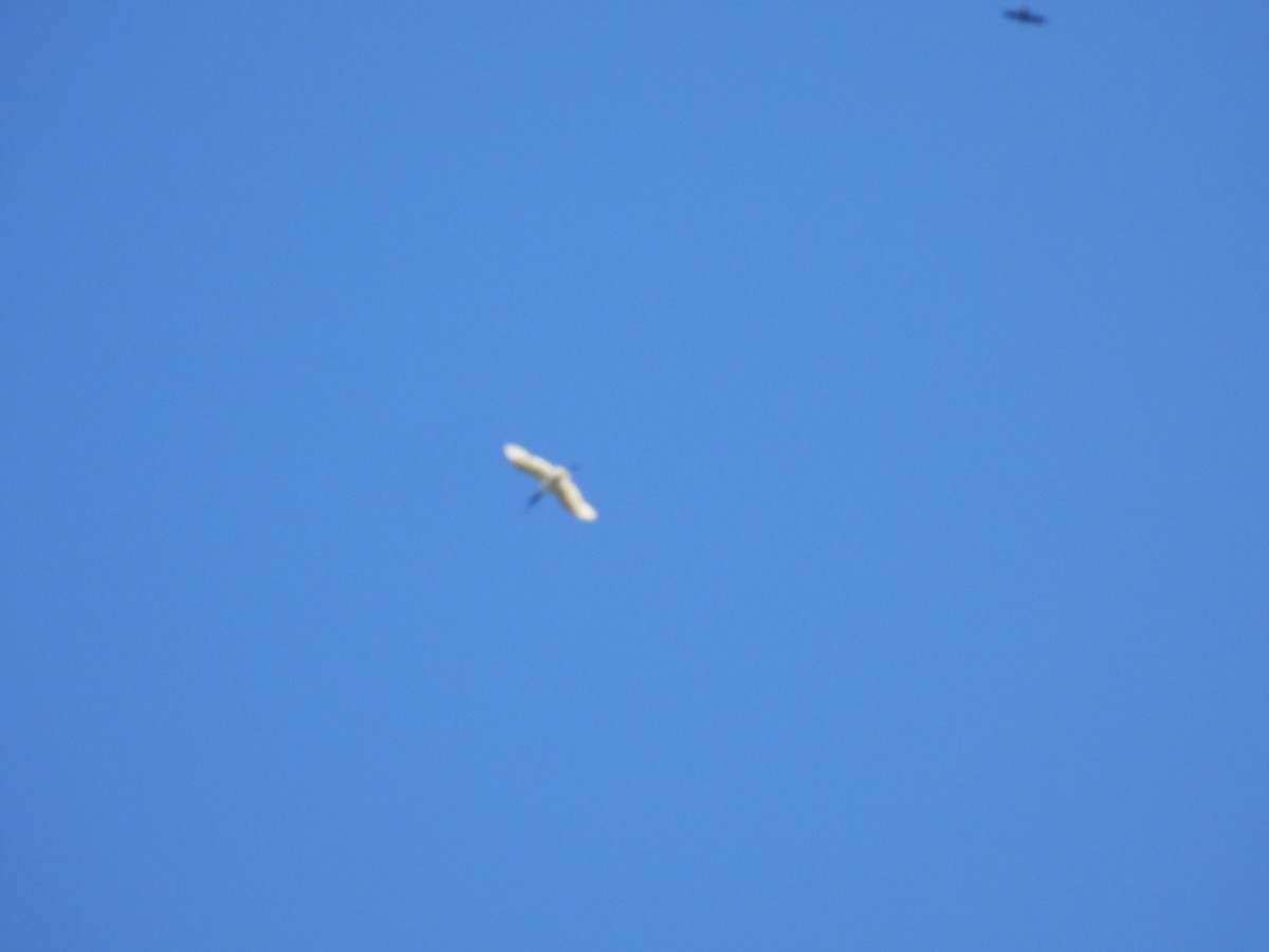Jabiru - ML637252998