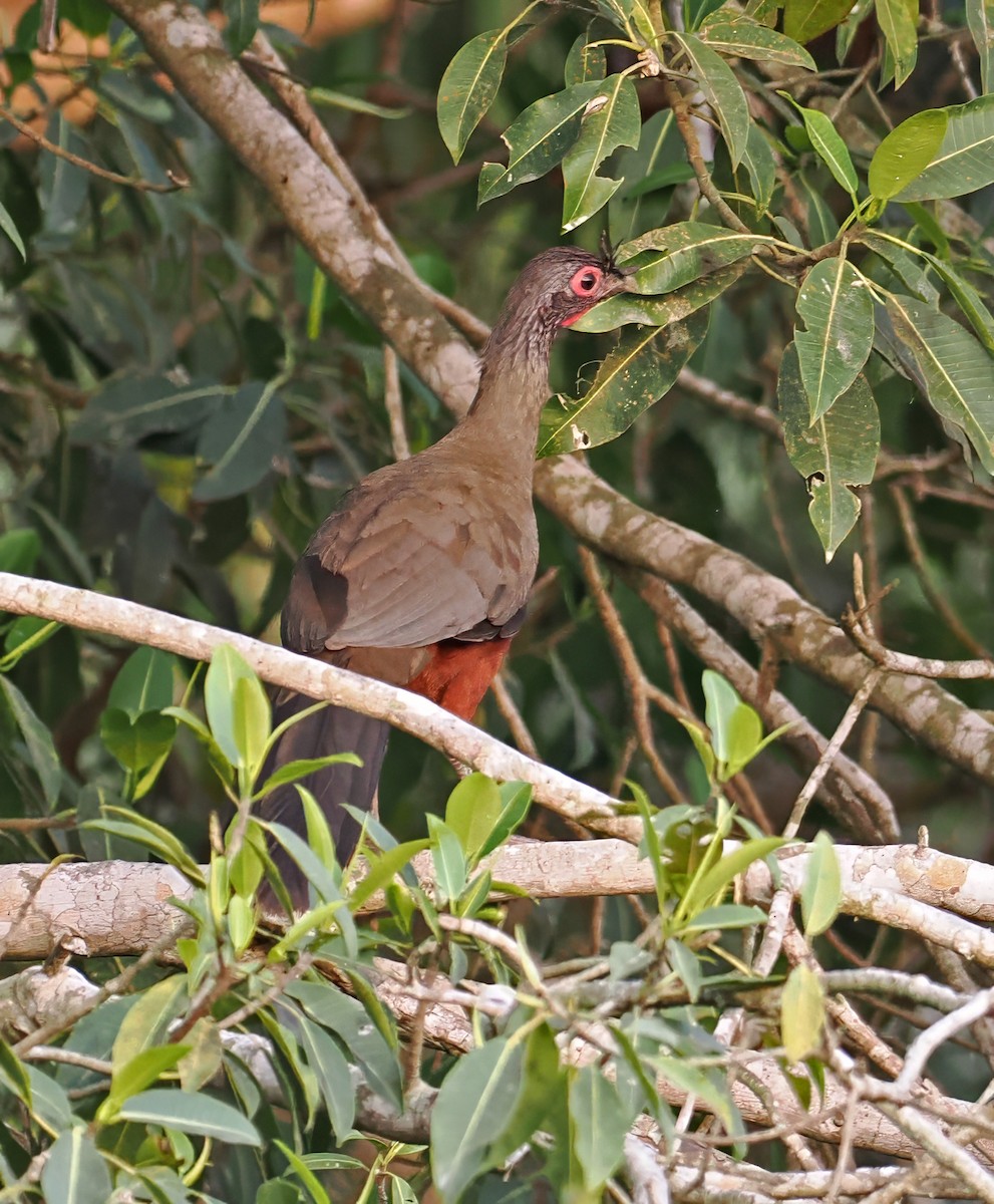 Rufous-bellied Chachalaca - ML637253016