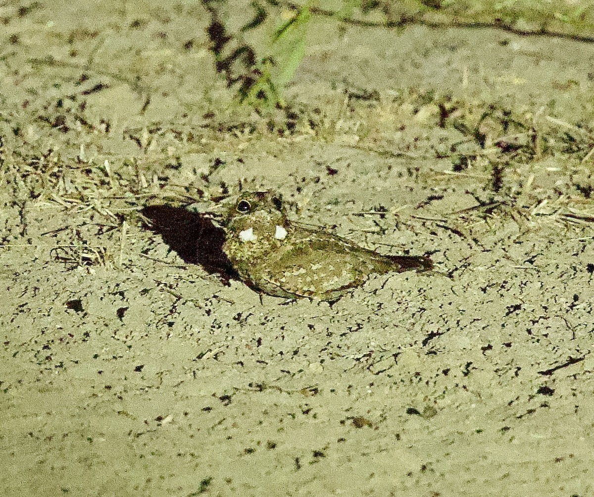 Nubian Nightjar - ML637253035