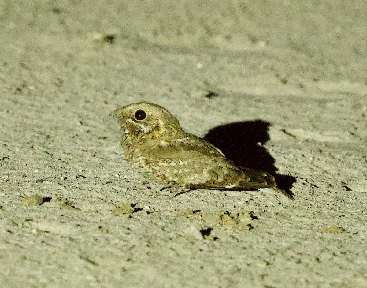 Nubian Nightjar - ML637253037