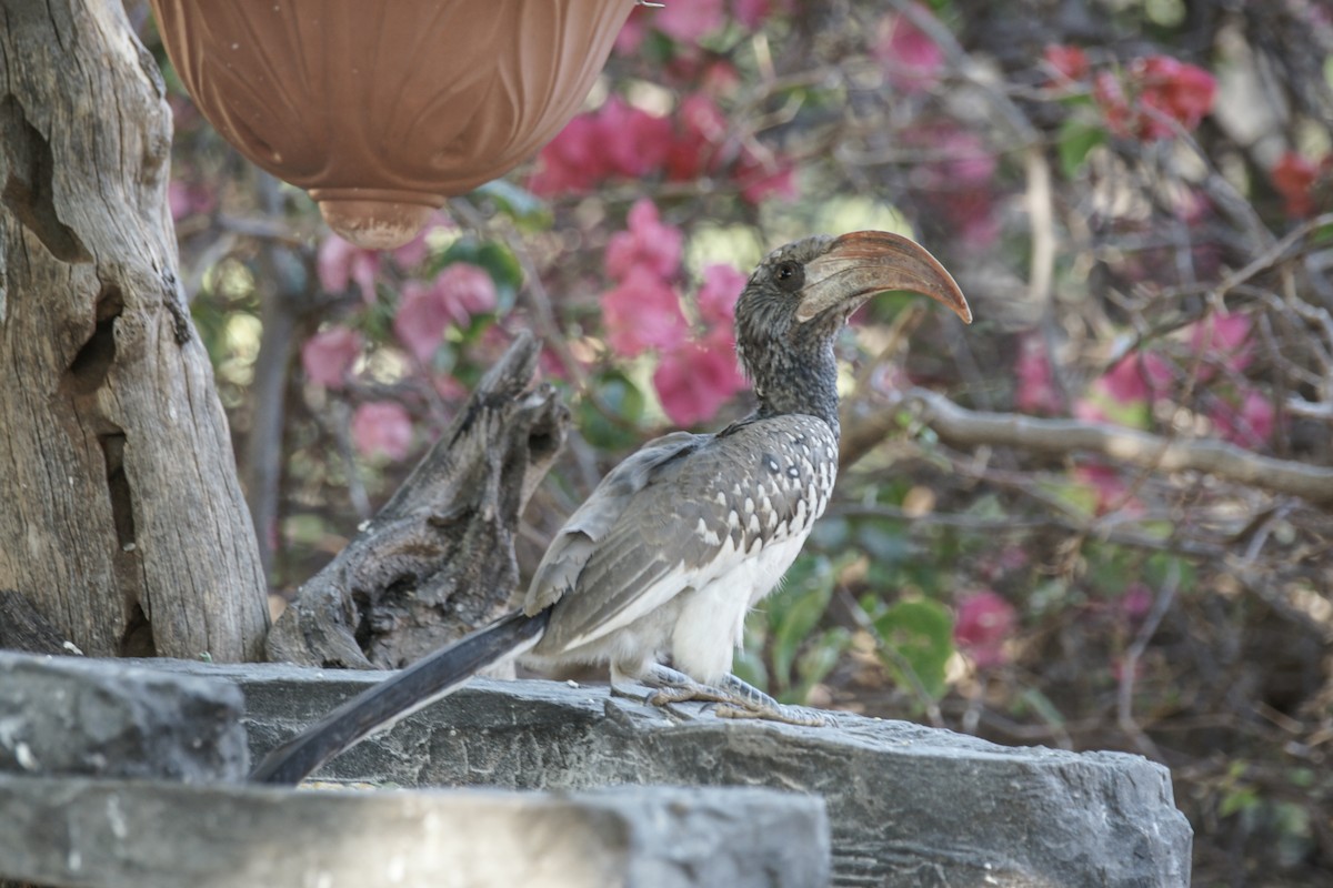 Monteiro's Hornbill - ML637253074