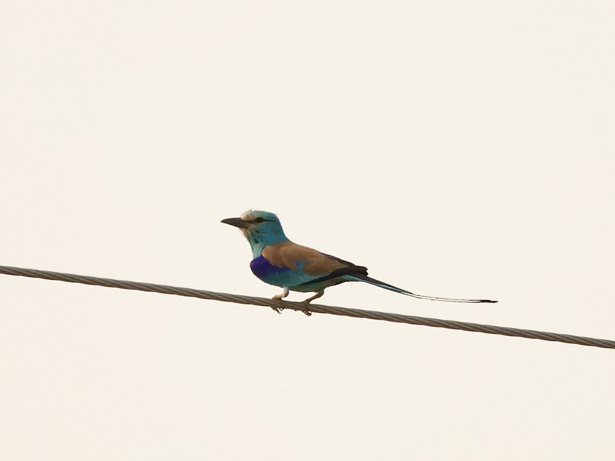 Abyssinian Roller - ML637253075