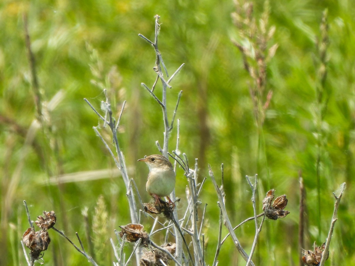 Sedge Wren - ML637253077