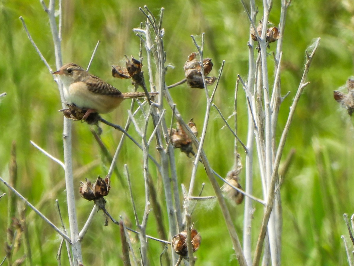 Sedge Wren - ML637253079