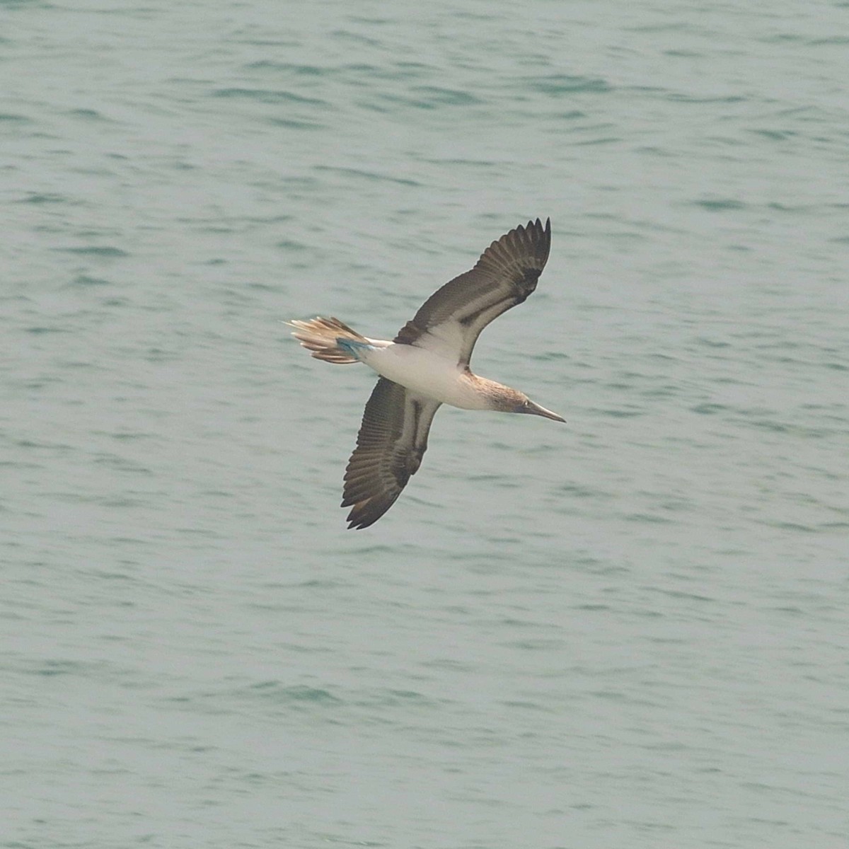Blue-footed Booby - ML637253083